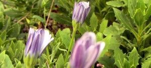 Flores