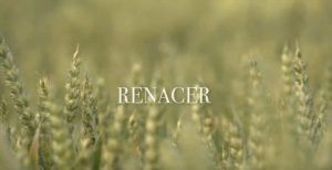 renacer suesa