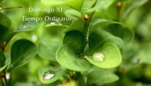 domingo XI suesa compasión